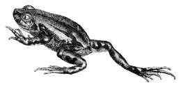 Image of Rattling Frog