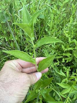 Image of Rudbeckia terranigrae