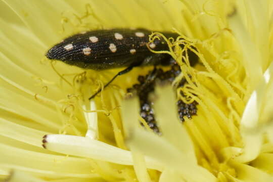 Image of Acmaeodera degener (Scopoli 1763)