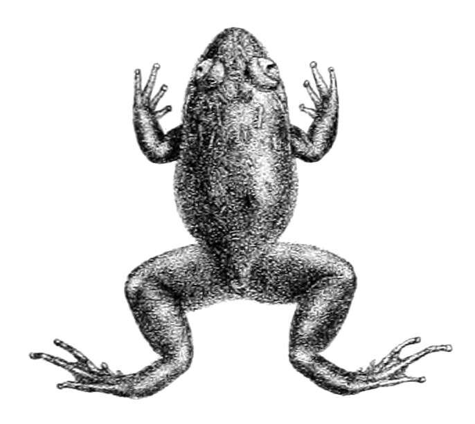 Image of Anamallai Night Frog