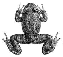 Image of Boulenger’s narrow-eyed frog