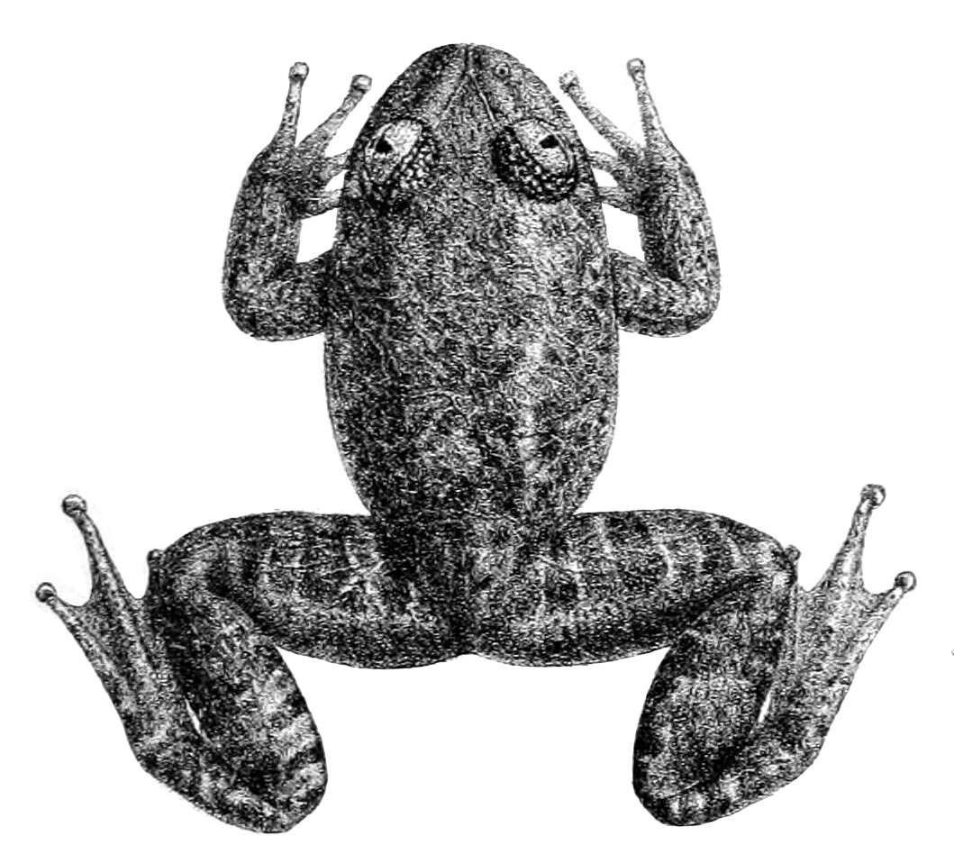 Image of Boulenger’s narrow-eyed frog