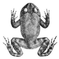 Image of Ceylon streamlined frog