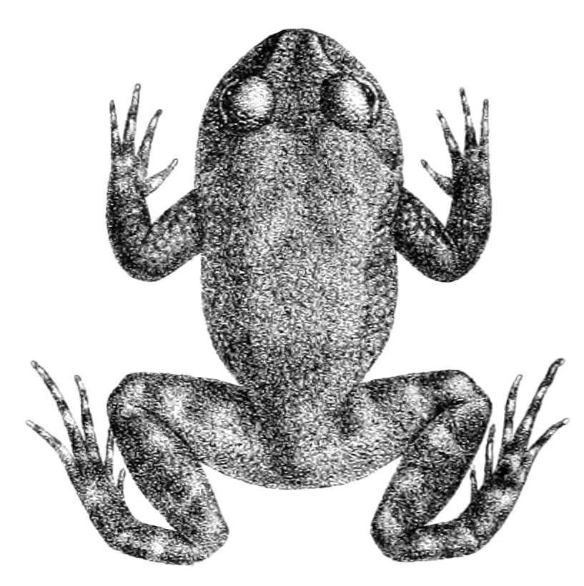 Image of Ceylon streamlined frog