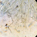 Image of Elaiopezia waltersii (Seaver) Grootmyers, Healy & Van Vooren