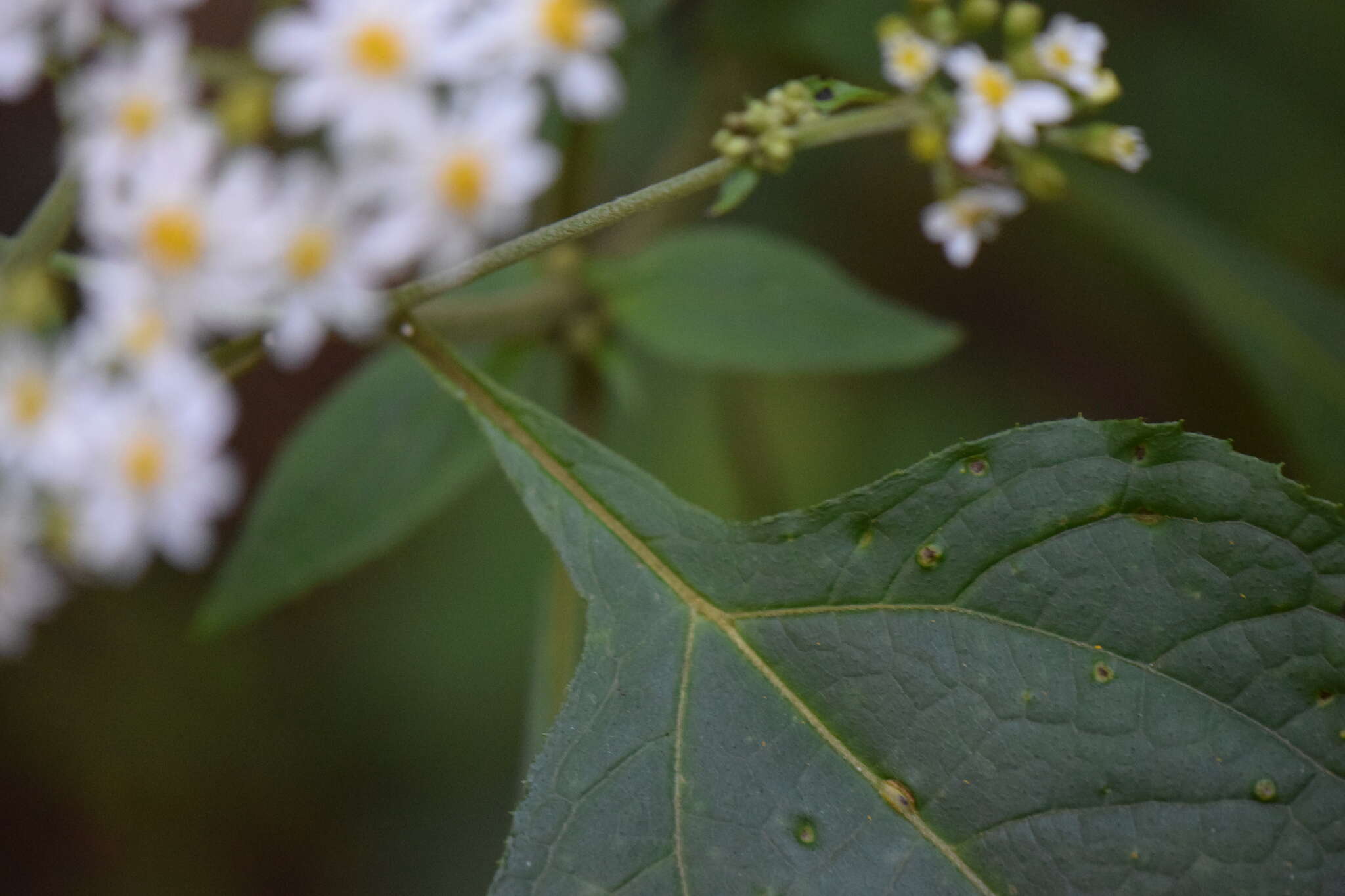 Schistocarpha platyphylla Greenm. resmi