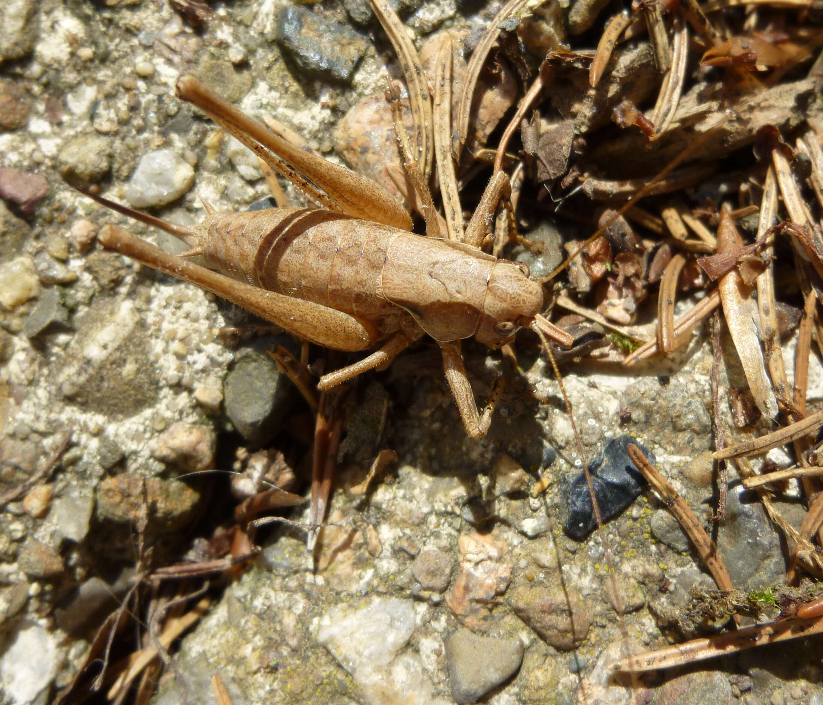 Image of dark bush-cricket