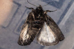 Image of Orocrambus clarkei eximia Salmon 1946