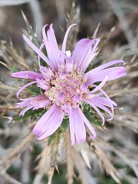 Image of Atractylis humilis L.