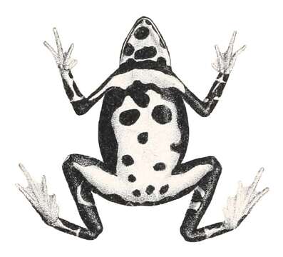 Image of Harlequin frog