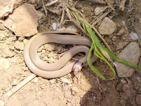 Image of Collared Dwarf Racer