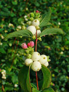 Image of common snowberry