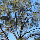 Image of Pinus luzmariae Pérez de la Rosa