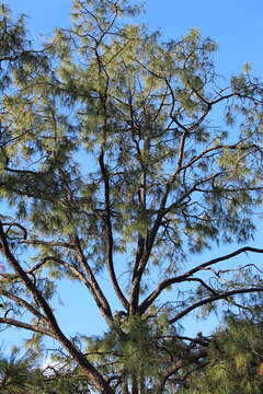 Image of Pinus luzmariae Pérez de la Rosa