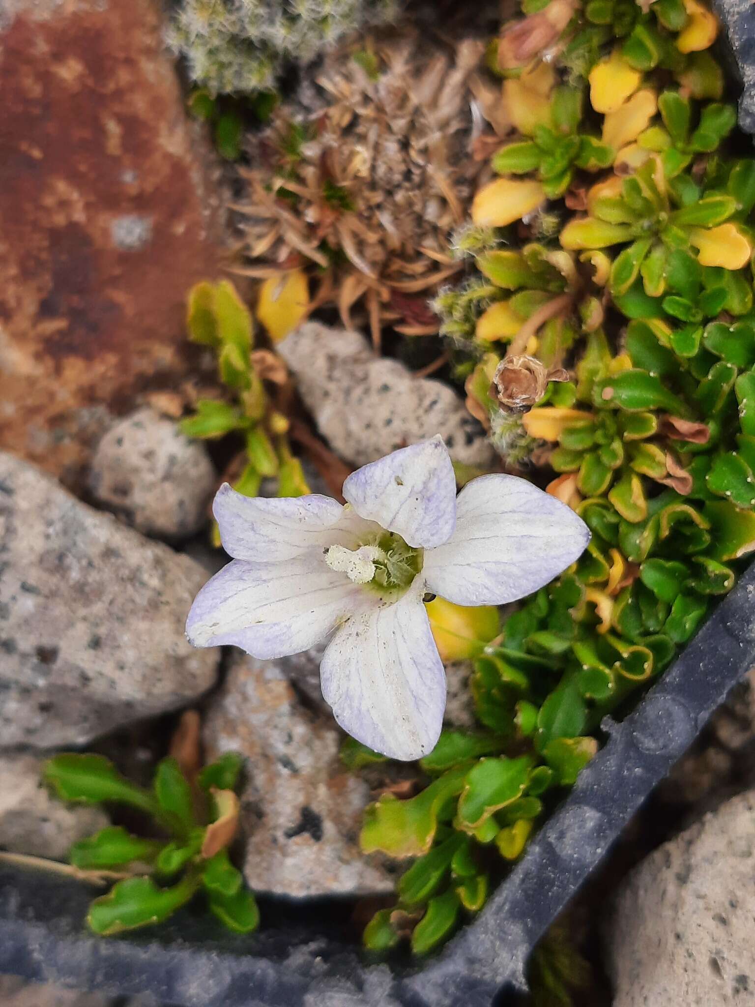 Image of Wahlenbergia pygmaea subsp. drucei J. A. Petterson