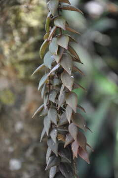 Image of Columnea arguta C. V. Morton