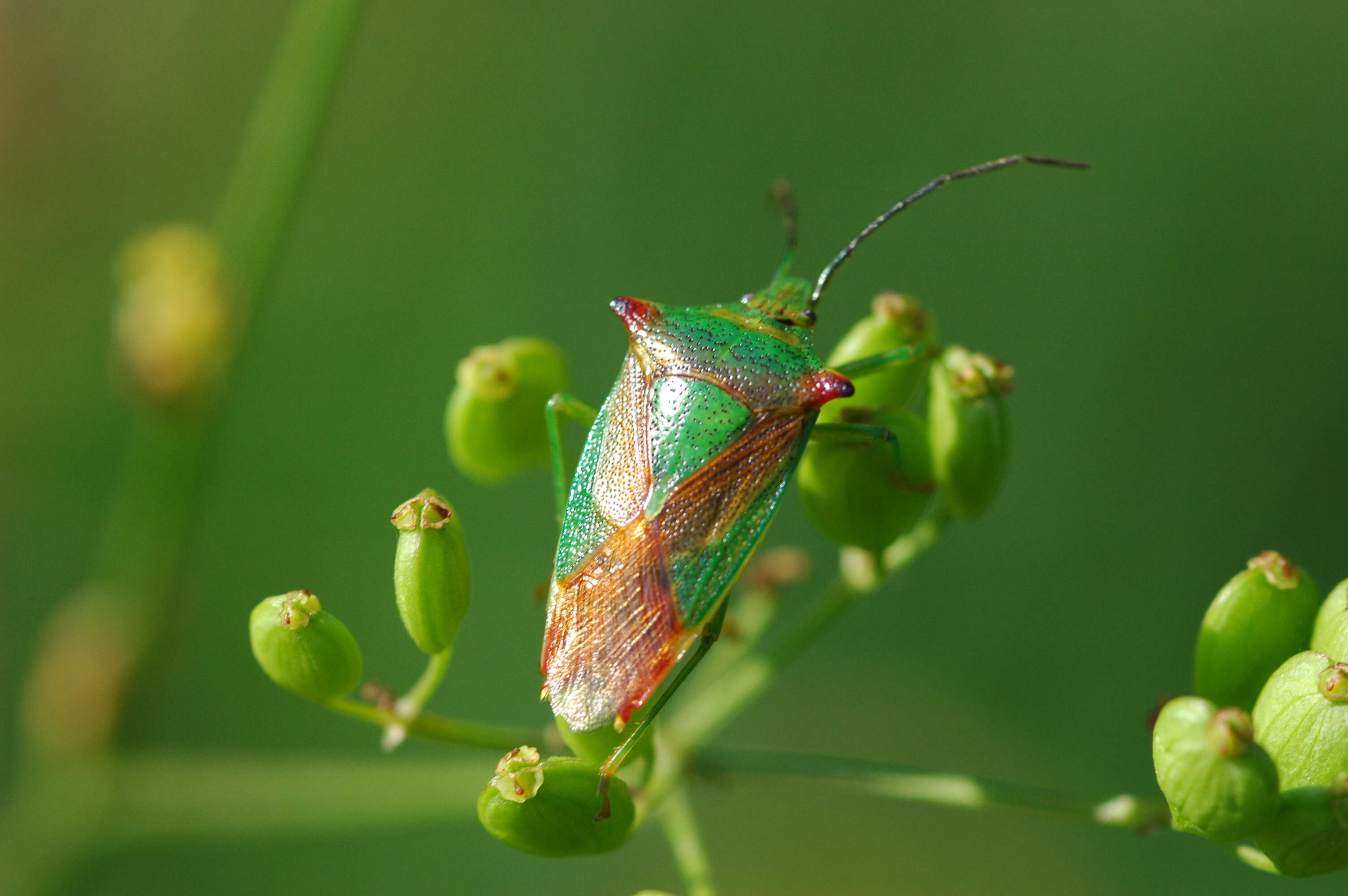 Image of Acanthosoma haemorrhoidale