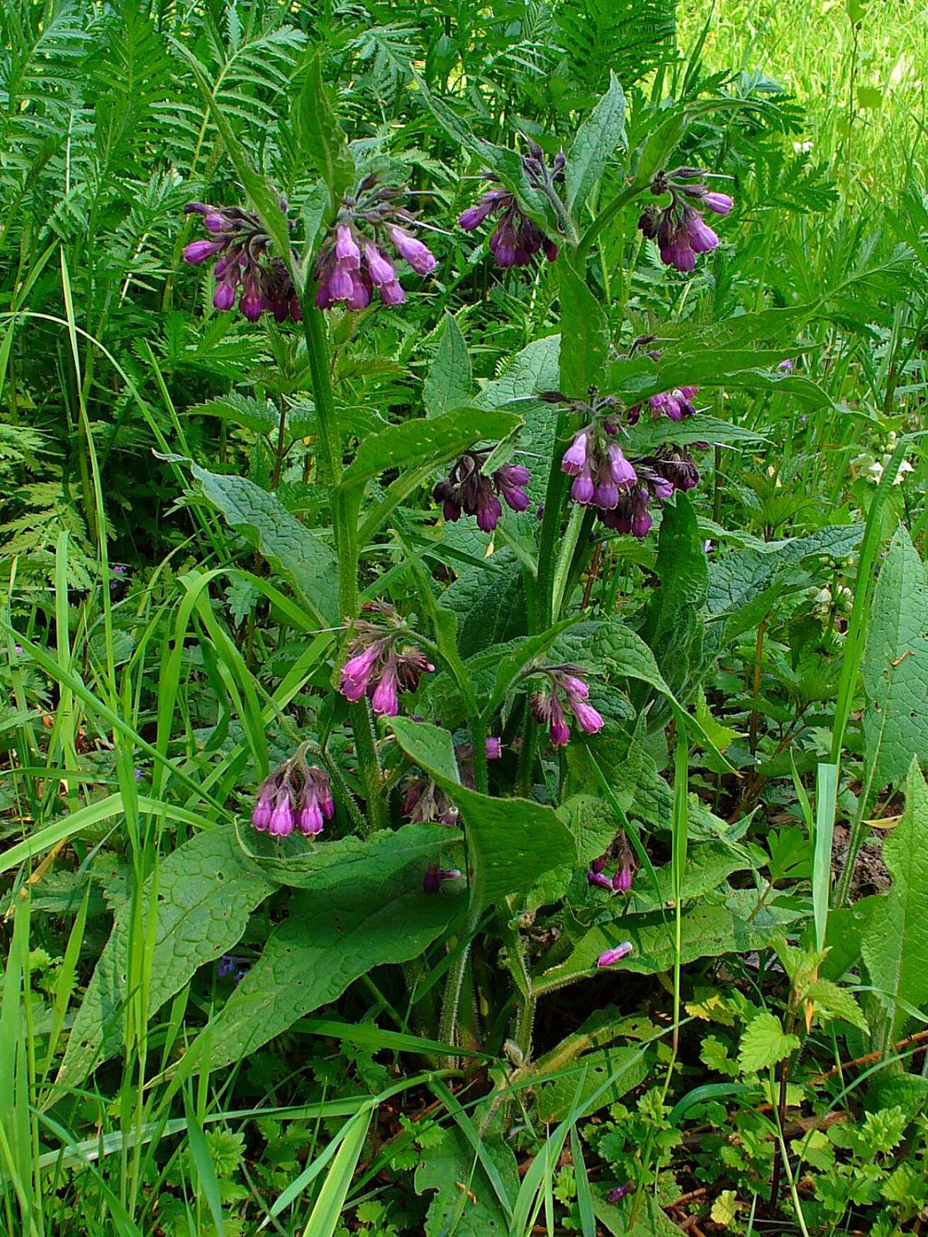 Image of boneset