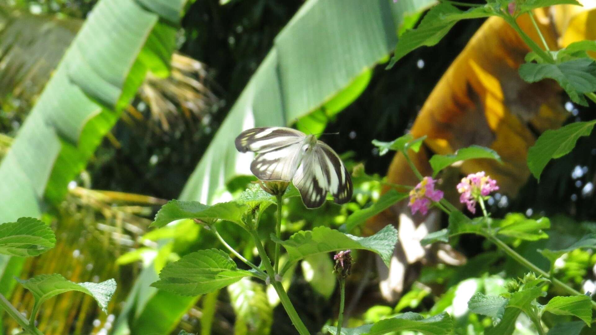 Image of Western Striped Albatross