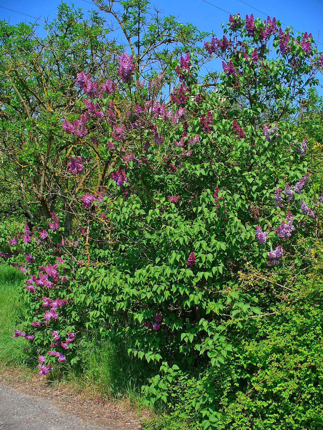 Image of Common Lilac