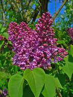 Image of Common Lilac