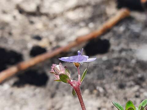 Imagem de Veronica vendettadeae Albach