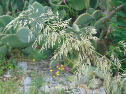 Image of Mauritanian grass