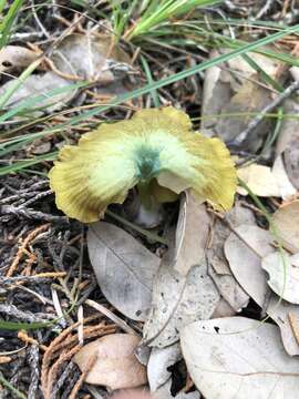 Entoloma incanum (Fr.) Hesler 1967 resmi