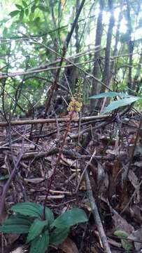 Image of Crepidium roohutuensis (Fukuy.) T. P. Lin