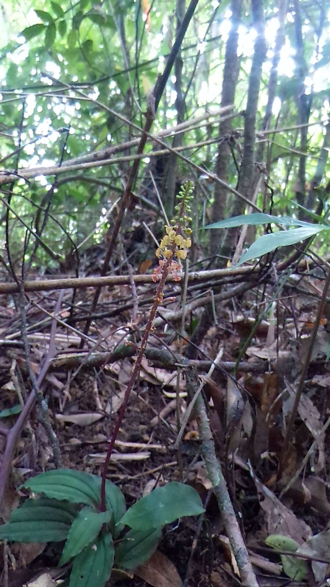 Image of Crepidium roohutuensis (Fukuy.) T. P. Lin