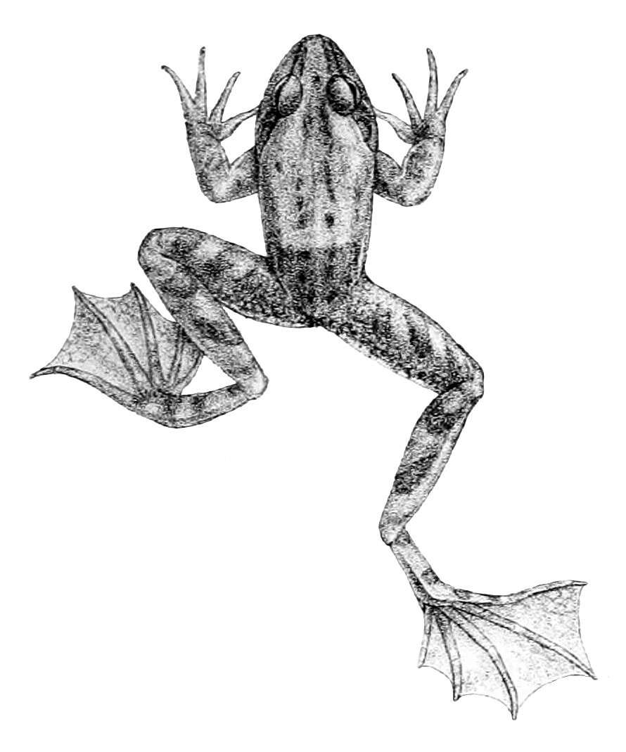 Image of Lesser swimming frog