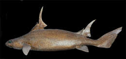 Image of Sailfin Roughshark