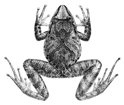 Image of Pristimantis conspicillatus (Günther 1858)