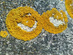 Image of orange lichen