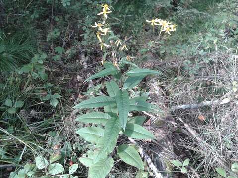 Image of shady groundsel