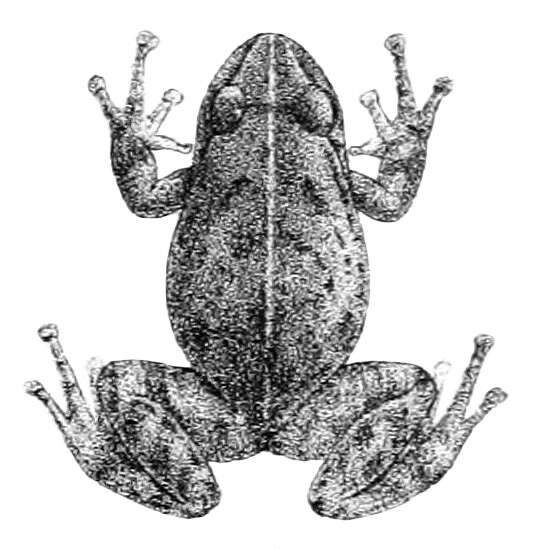 Image de Pristimantis unistrigatus (Günther 1859)