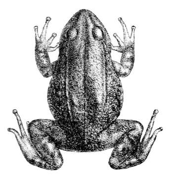 Imagem de Pristimantis curtipes (Boulenger 1882)