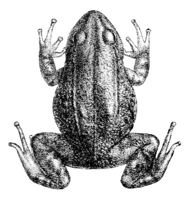 Image de Pristimantis curtipes (Boulenger 1882)