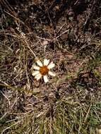 Image de Helenium radiatum (Less.) M. W. Bierner