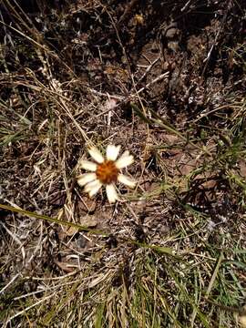 Image of Helenium radiatum (Less.) M. W. Bierner