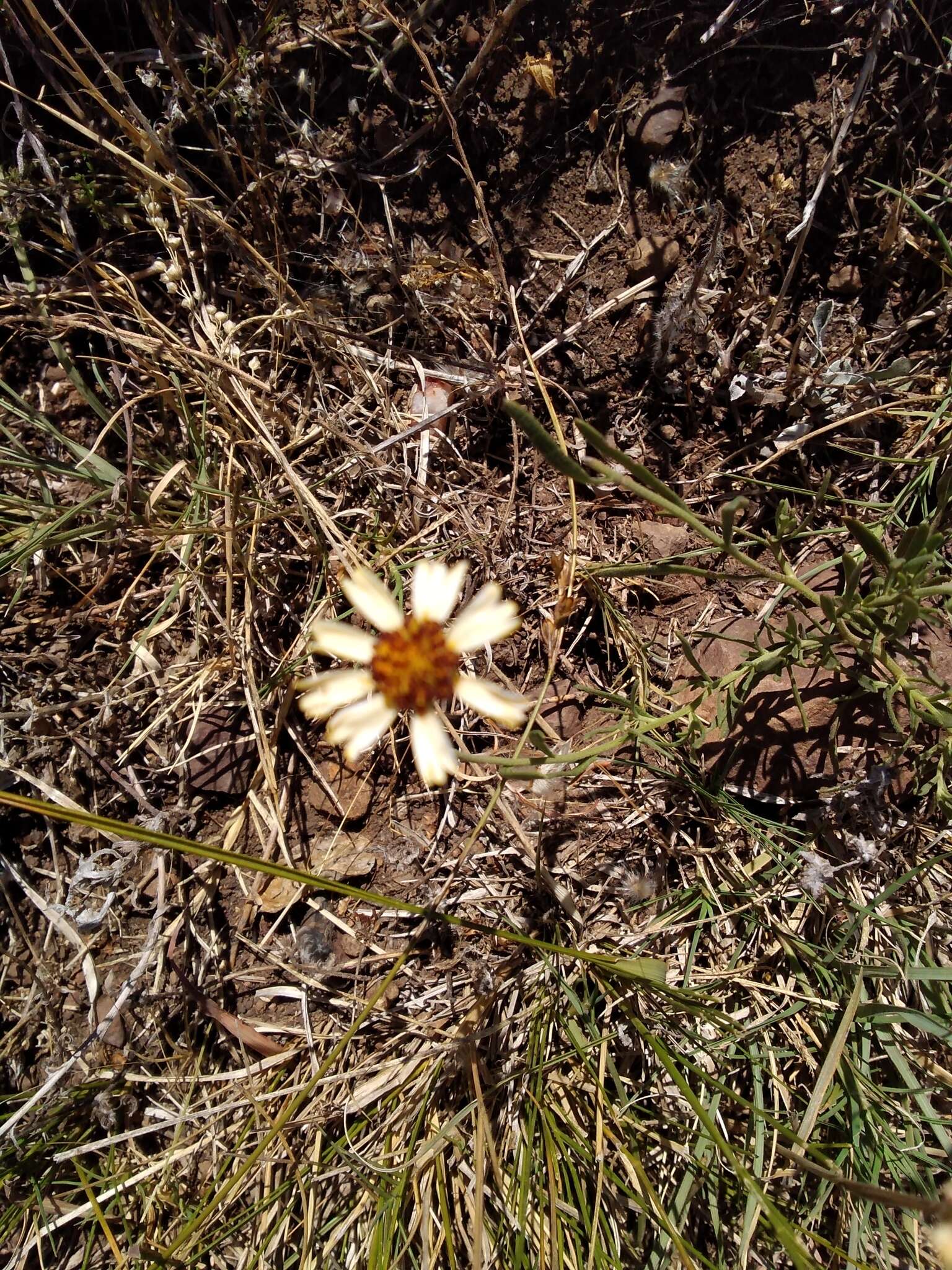 Image de Helenium radiatum (Less.) M. W. Bierner