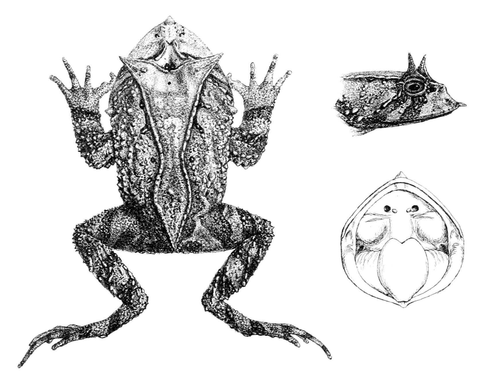 Image of Guenther's Horned Frog