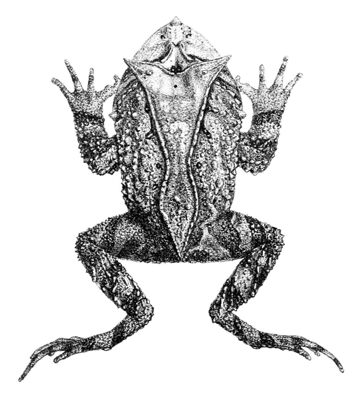 Image of Guenther's Horned Frog
