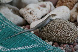 Image of Socotra mabuya