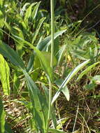 Plancia ëd Rudbeckia glaucescens Eastw.