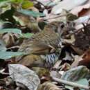 Image of Russet-tailed Thrush