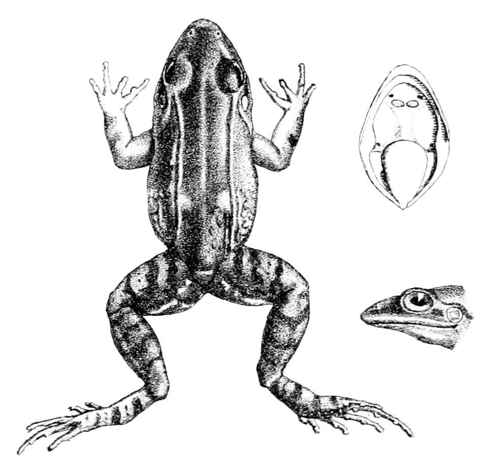 Image of Caribbean white-lipped frog