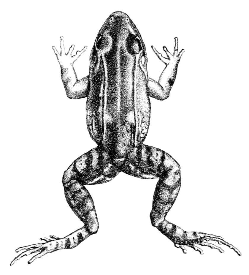 Image of Caribbean white-lipped frog