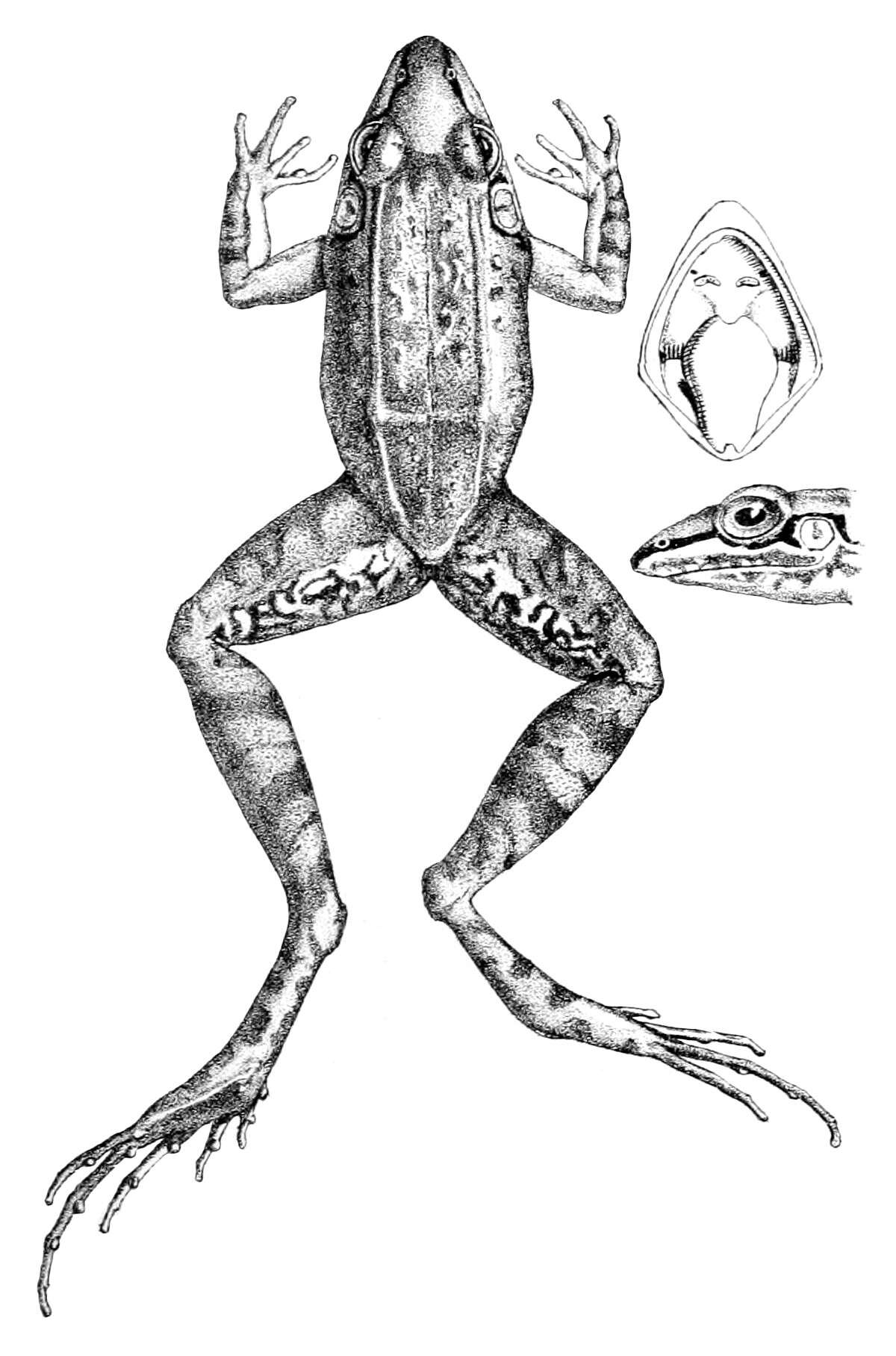 Image of Leptodactylus longirostris Boulenger 1882