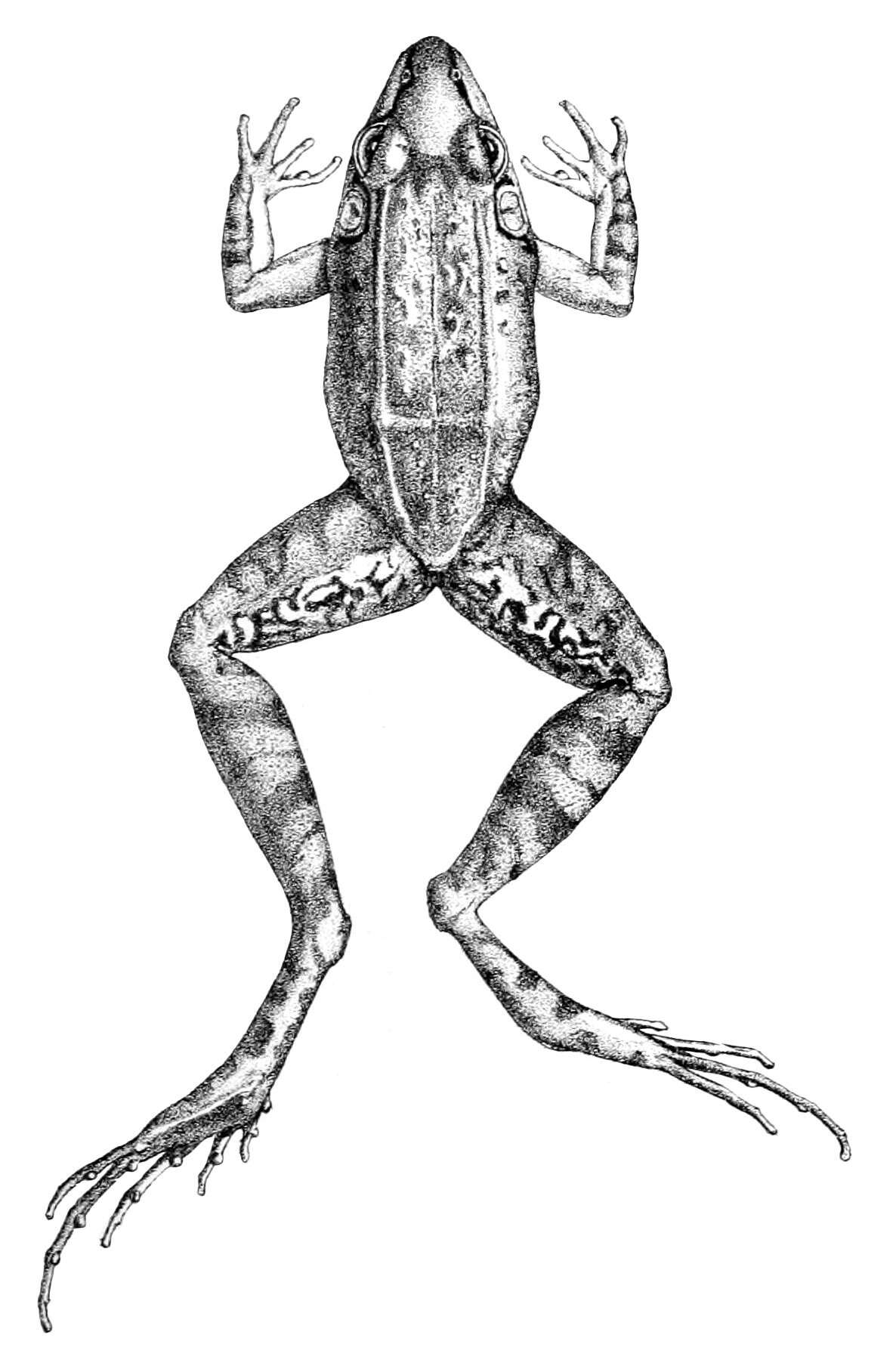 Image of Leptodactylus longirostris Boulenger 1882